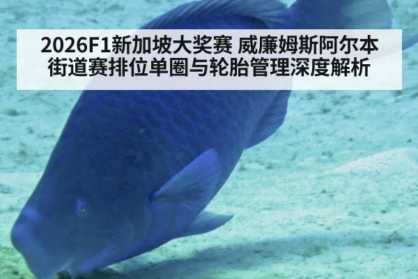2026F1新加坡大奖赛 威廉姆斯阿尔本街道赛排位单圈与轮胎管理深度解析